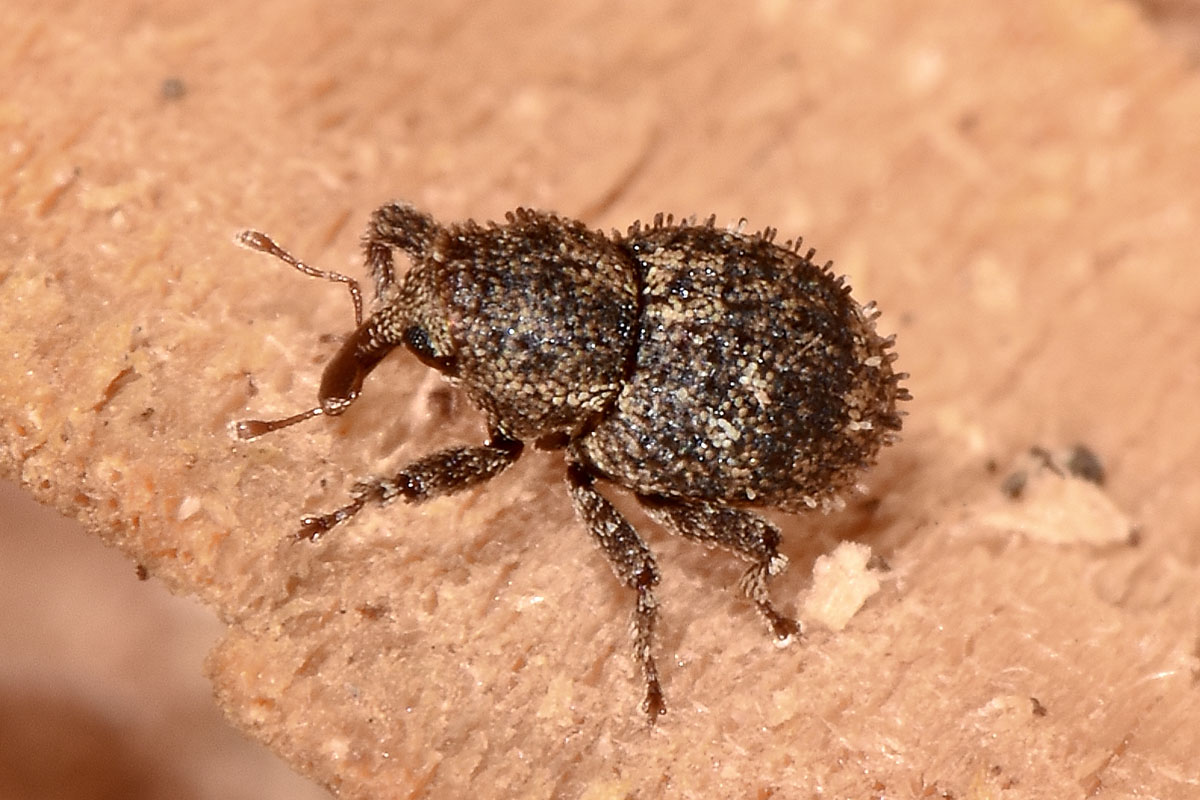 Curculionidae: Acalles sp?  Sì, Acalles temperei!